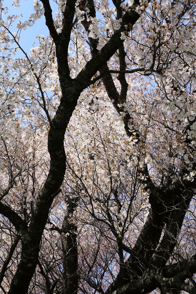 一心行の大桜の画像 - 4枚目