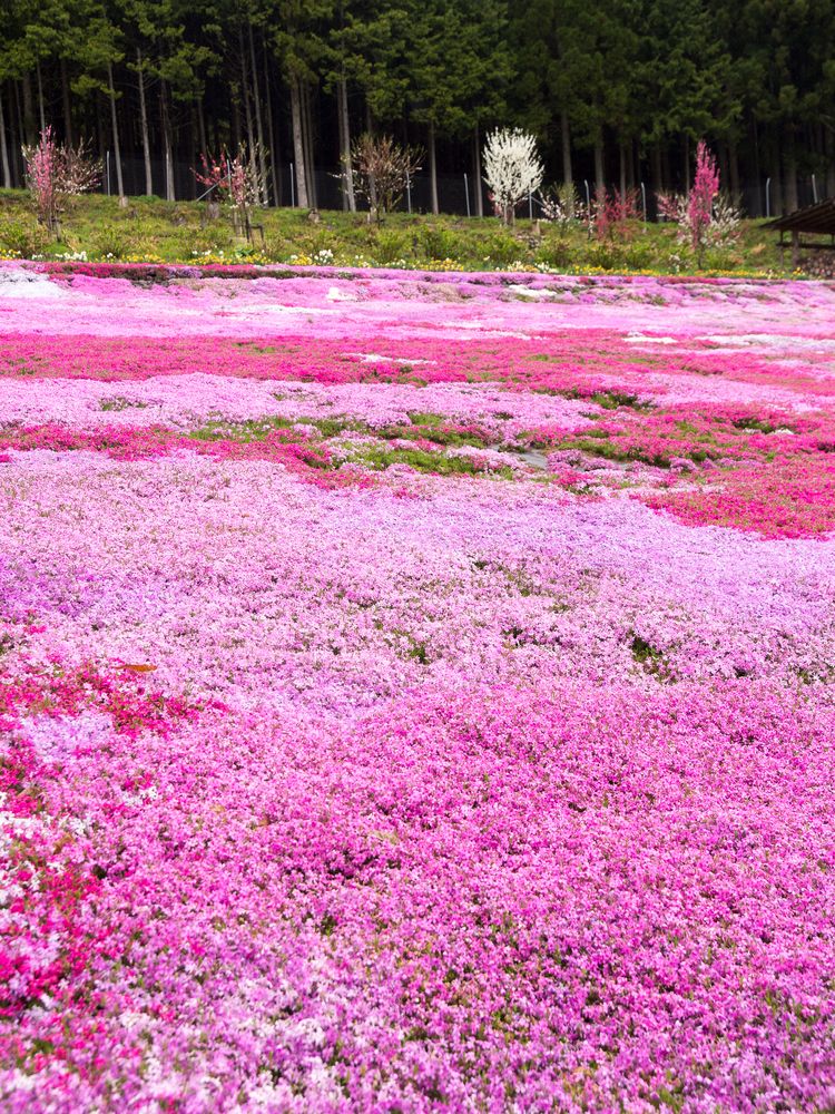 國田家の芝桜の画像 - 2枚目