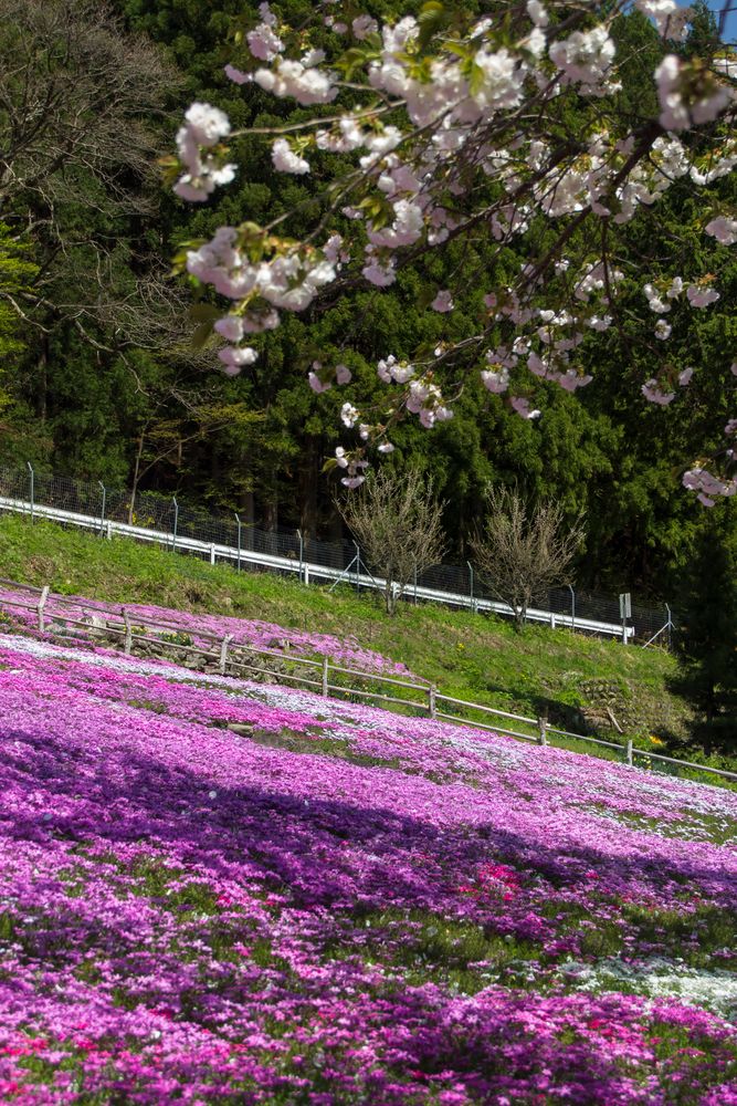 國田家の芝桜の画像 - 3枚目