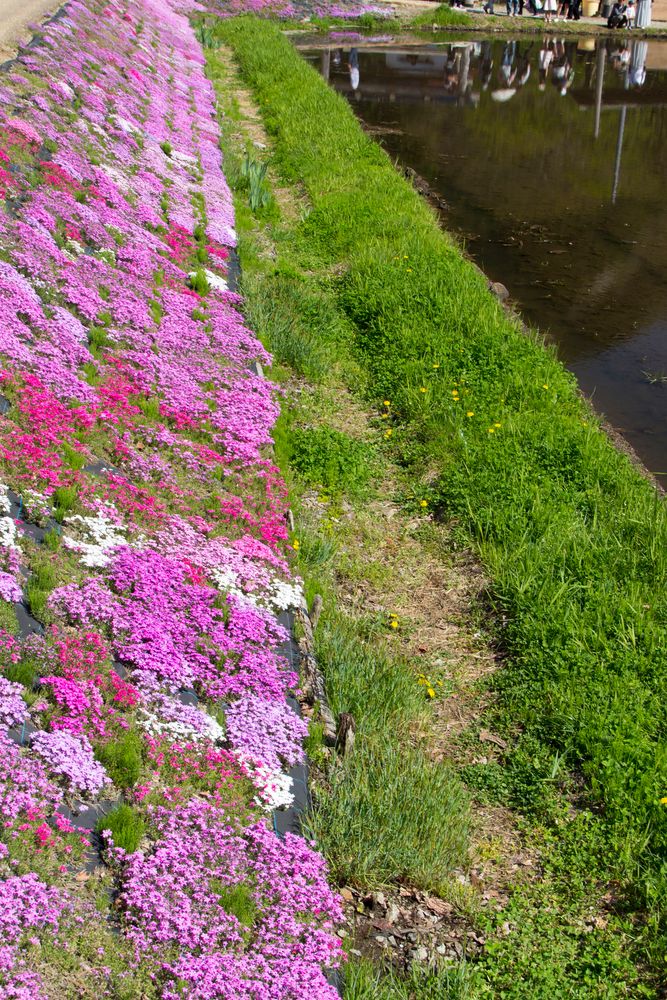 國田家の芝桜の画像 - 4枚目