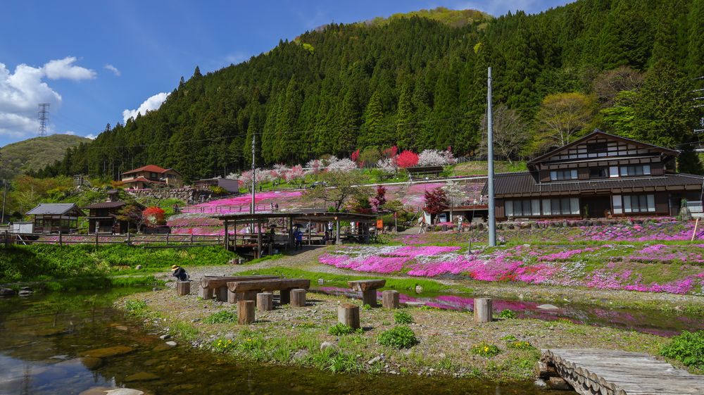 國田家の芝桜の画像 - 5枚目