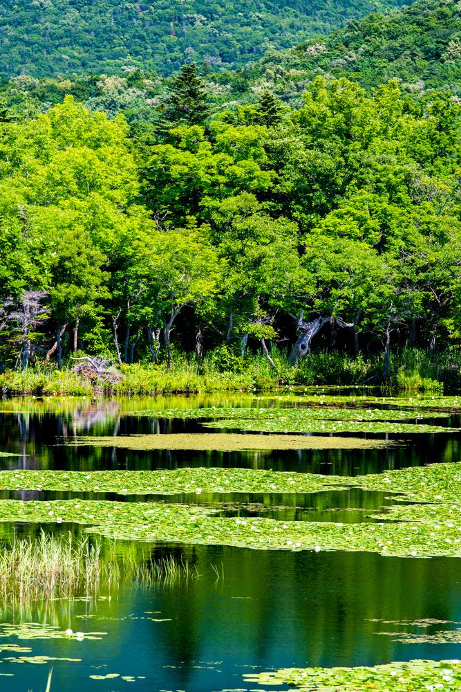 知床五湖 一湖の画像 - 4枚目