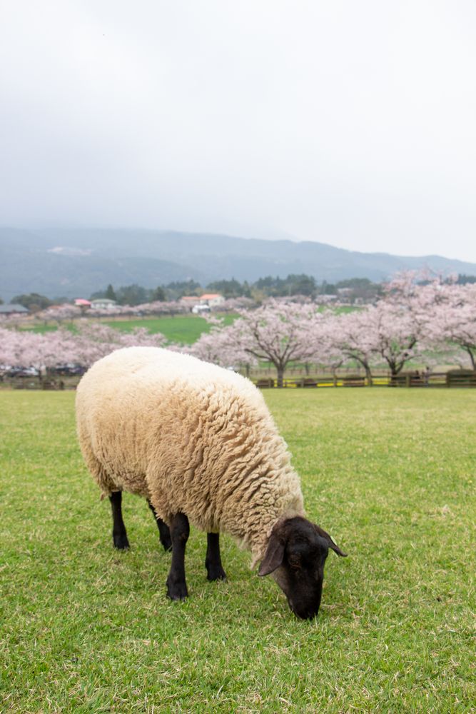 高千穂牧場の画像 - 3枚目