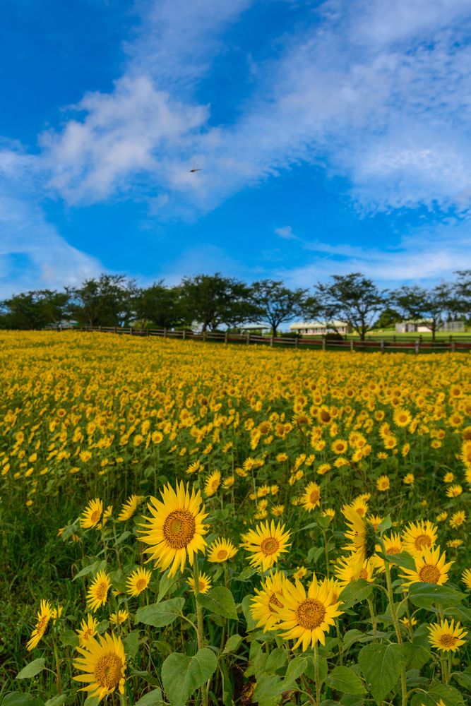 高千穂牧場の画像 - 4枚目