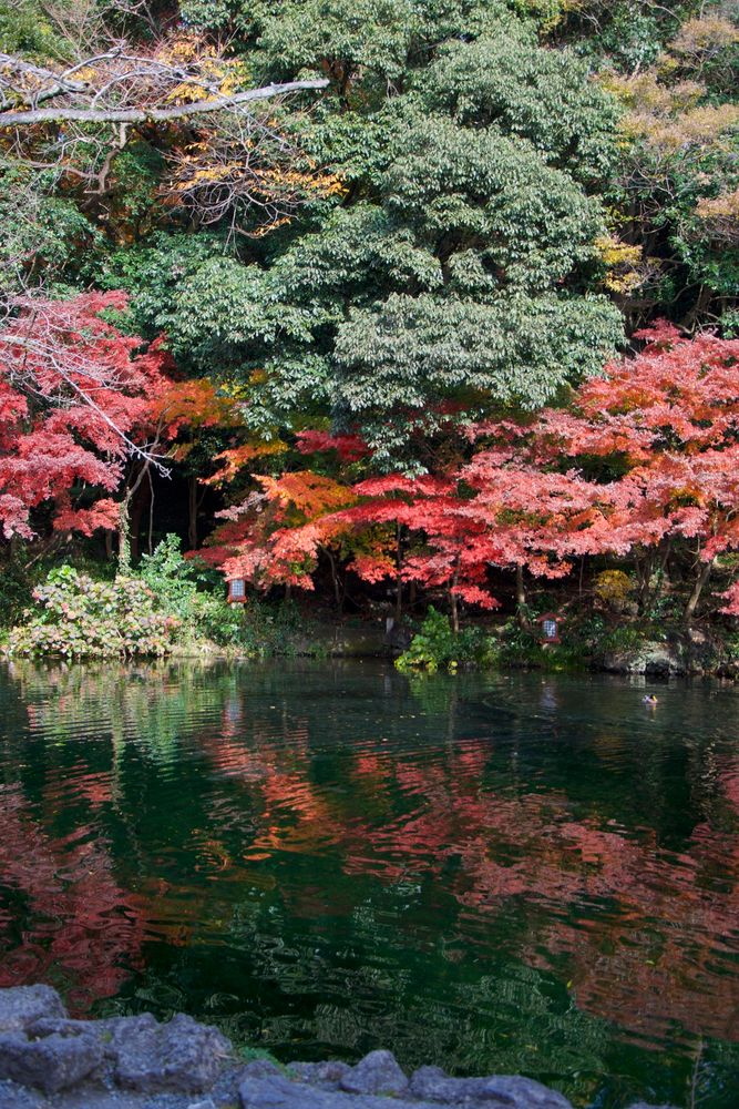 湧玉池の画像 - 2枚目