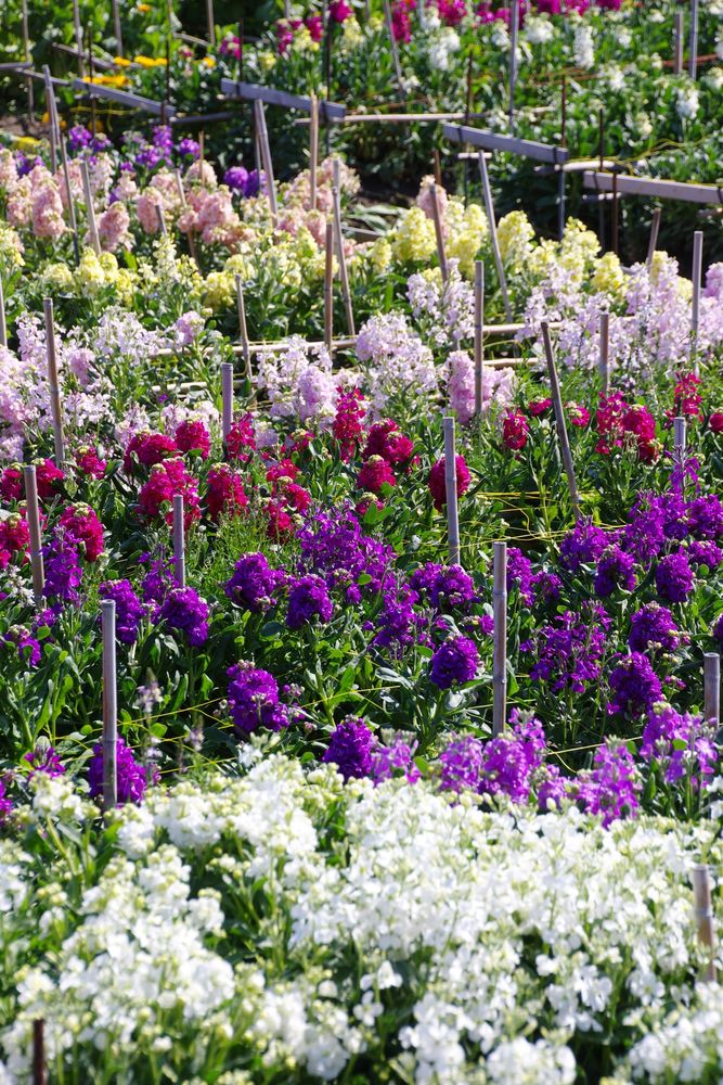 白間津花畑の画像 - 3枚目