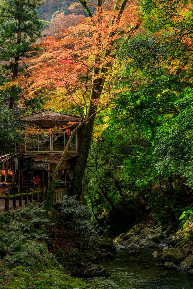 箕面公園の画像 - 3枚目