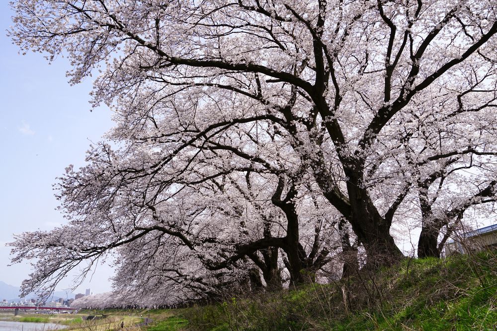 足羽川の桜並木の画像 - 2枚目
