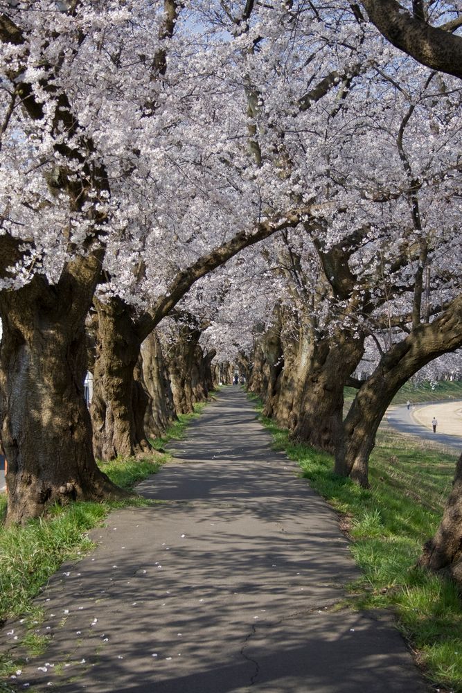 足羽川の桜並木】の周辺スポット・アクセス・口コミ - Prism Japan