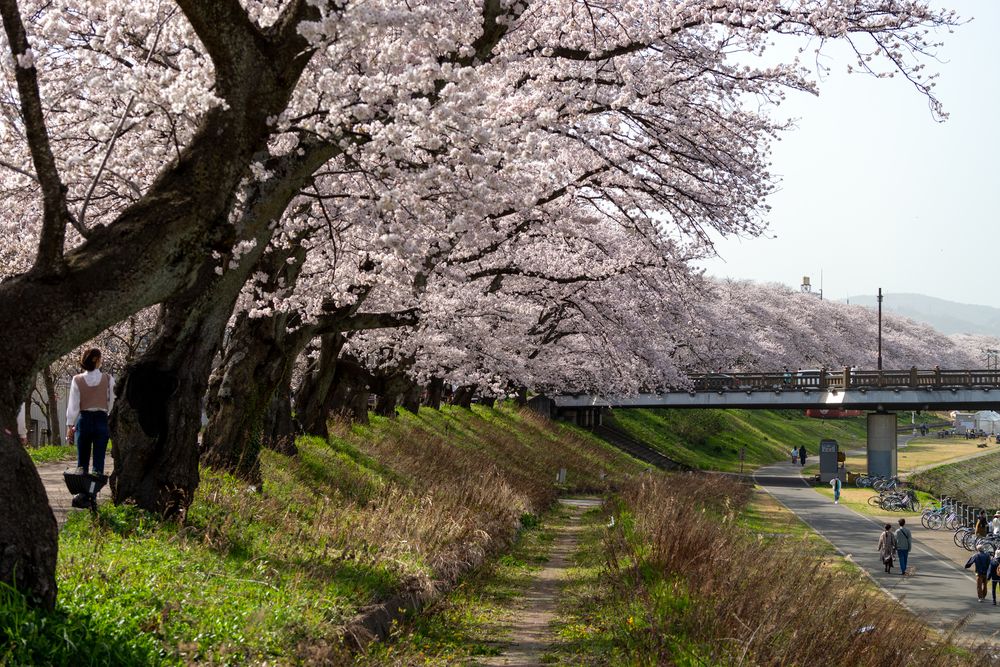 足羽川の桜並木の画像 - 4枚目