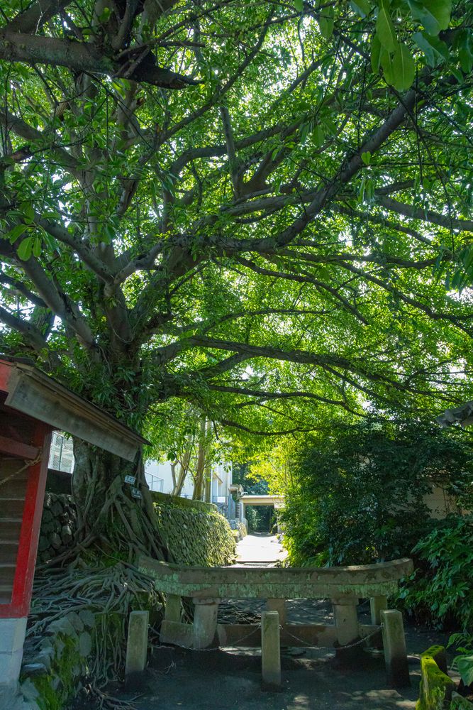 【中古】 ５３３　東大（文ー後）/世界思想社 中古】 533 東大（文ー後）/世界思想社