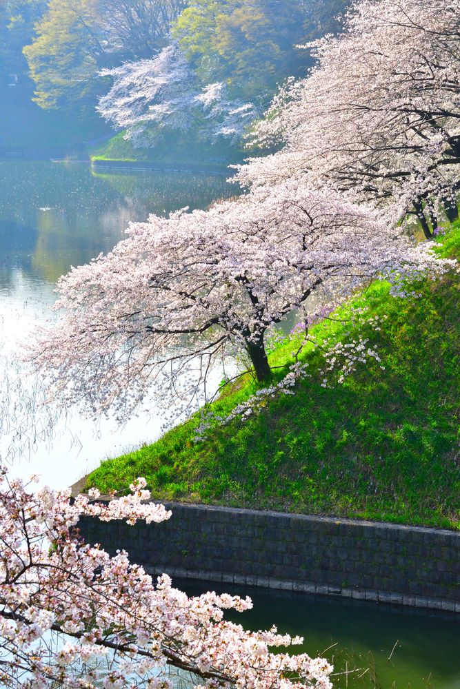 皇居の画像 - 2枚目