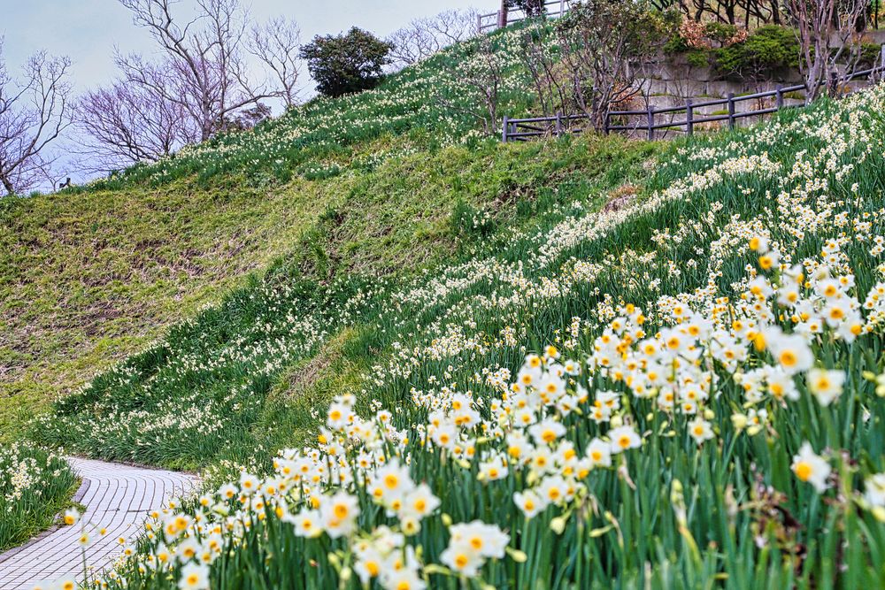 越前岬水仙ランドの画像 - 4枚目