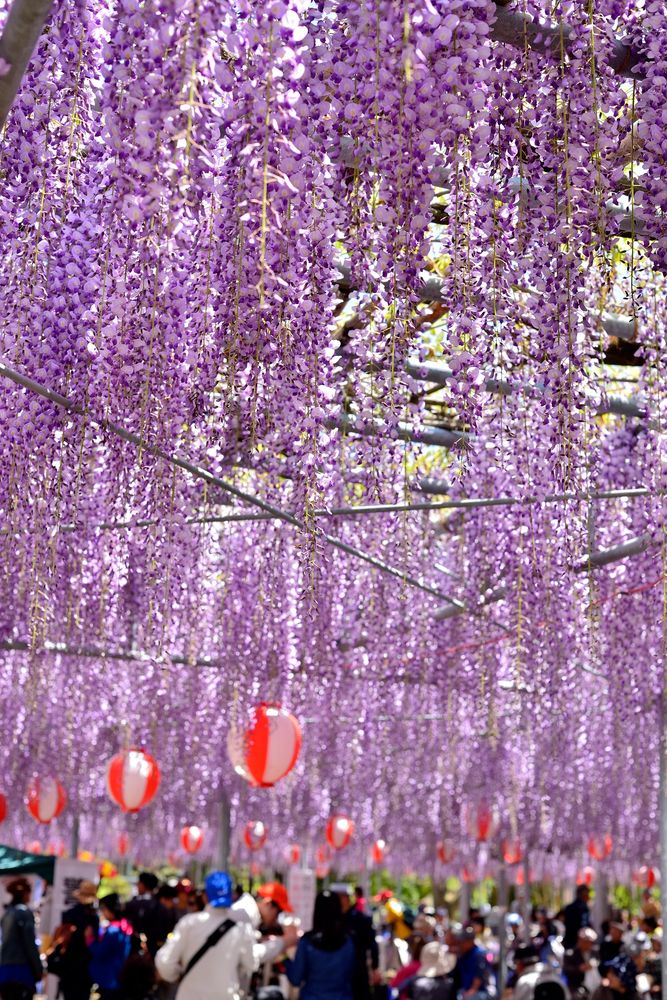 中山の大藤の画像 - 2枚目