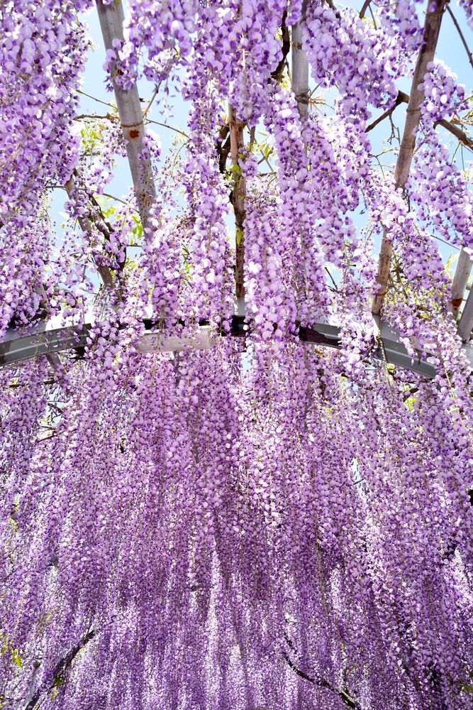 中山の大藤の画像 - 3枚目