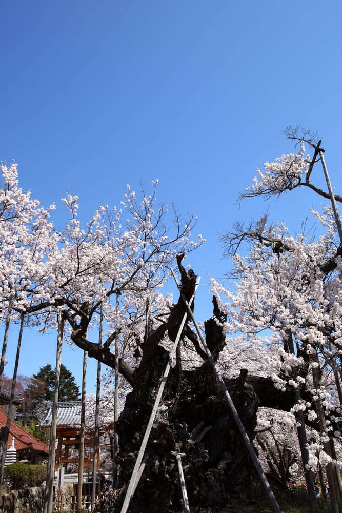 神代桜の画像 - 2枚目