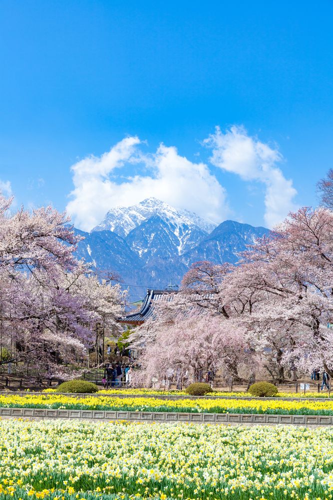 神代桜の画像 - 3枚目