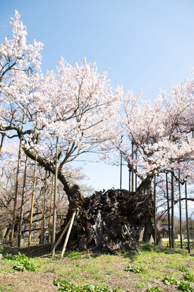 神代桜の画像 - 4枚目