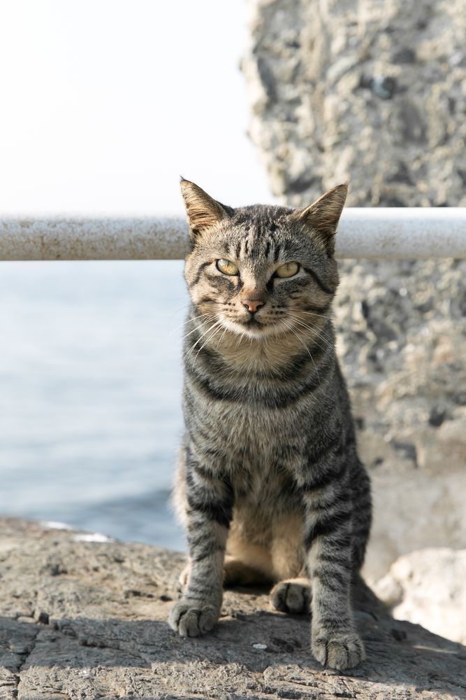 相島の画像 - 2枚目