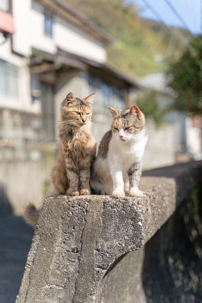 相島の画像 - 3枚目