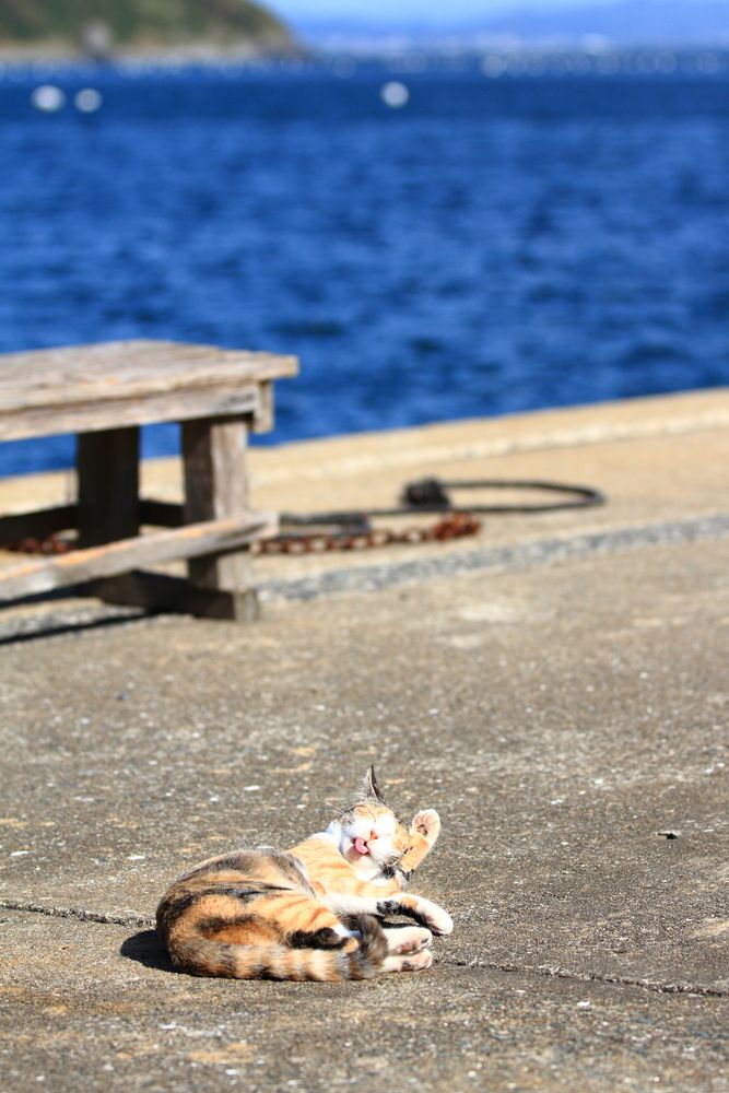 相島の画像 - 4枚目