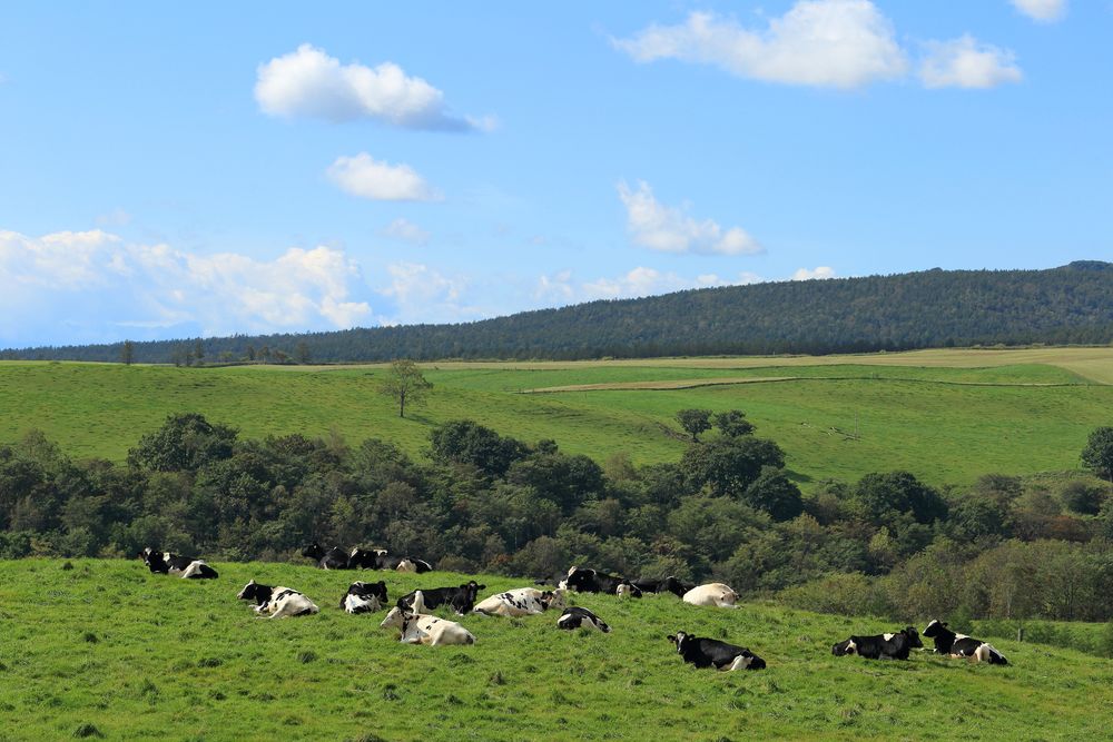 ナイタイ高原牧場