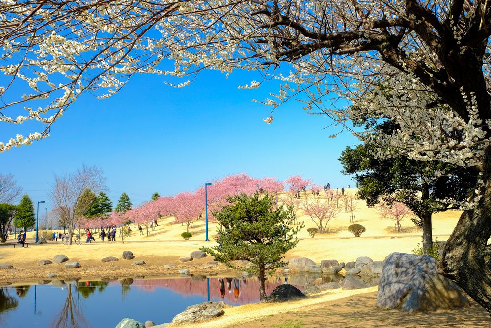 いせさき市民のもり公園の画像 - 2枚目