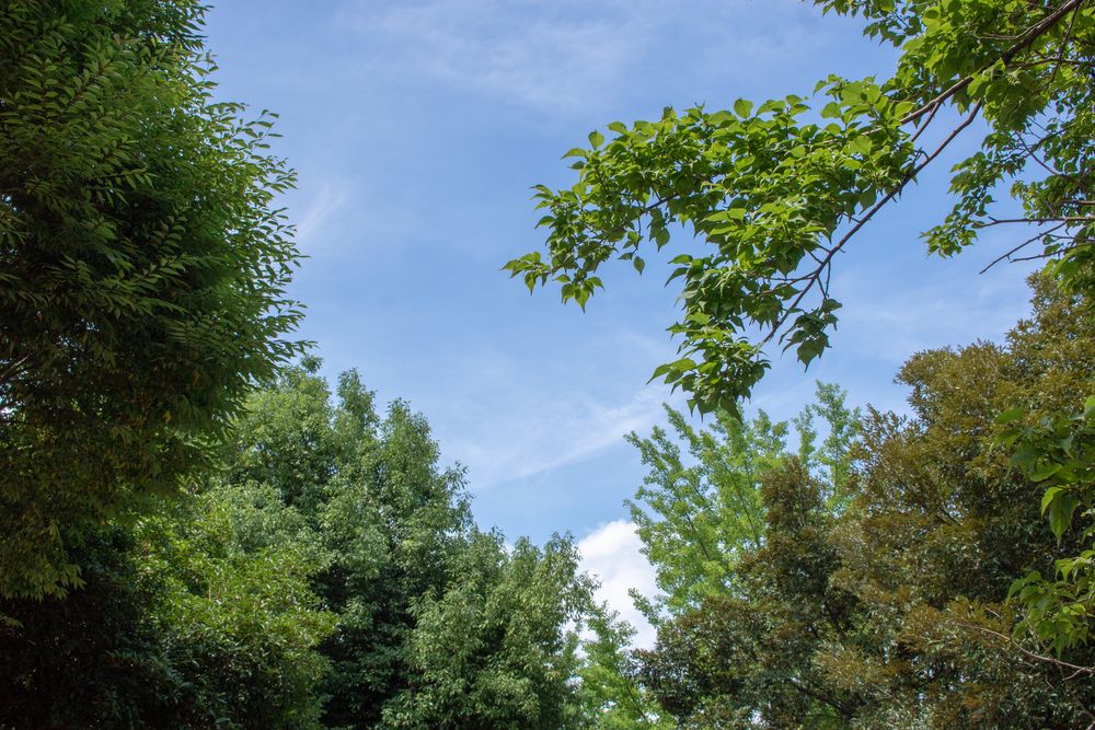 いせさき市民のもり公園の画像 - 3枚目