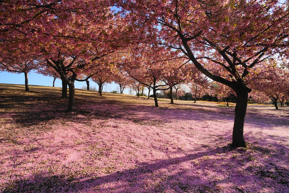 いせさき市民のもり公園の画像 - 6枚目