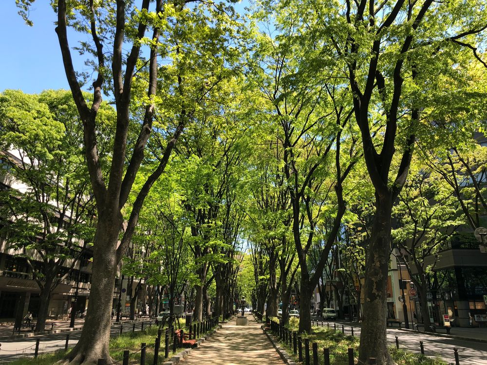 定禅寺通りの画像 - 3枚目