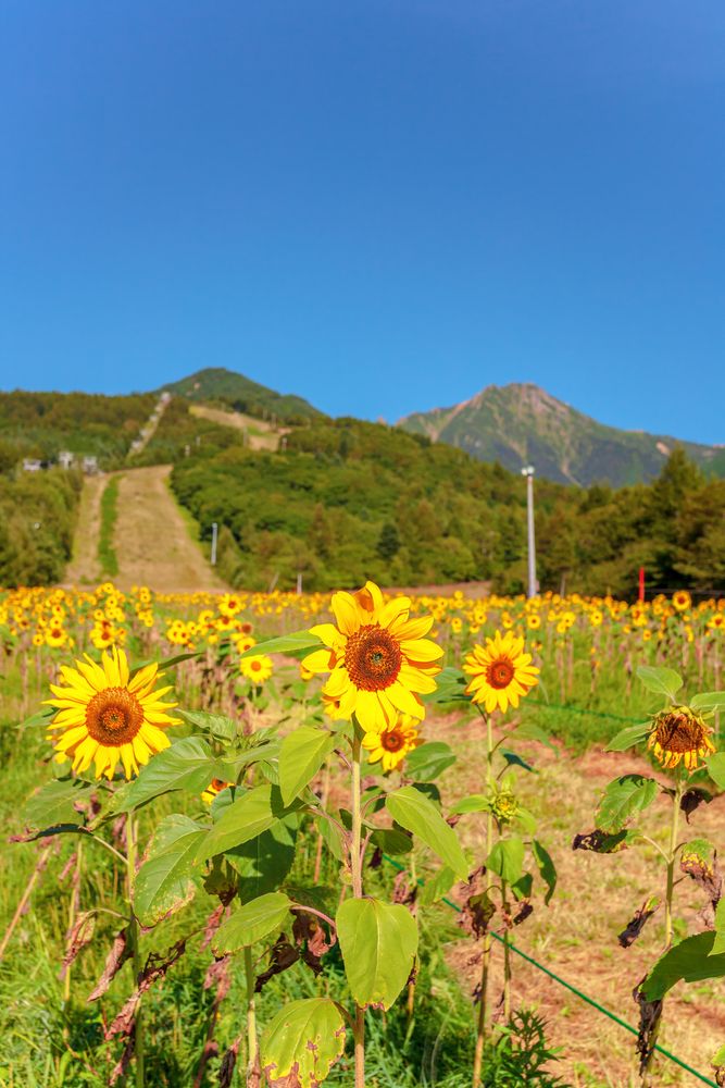 清里テラスの画像 - 5枚目