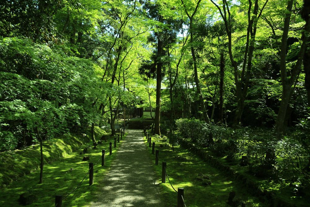 地蔵院(竹の寺)の画像 - 3枚目