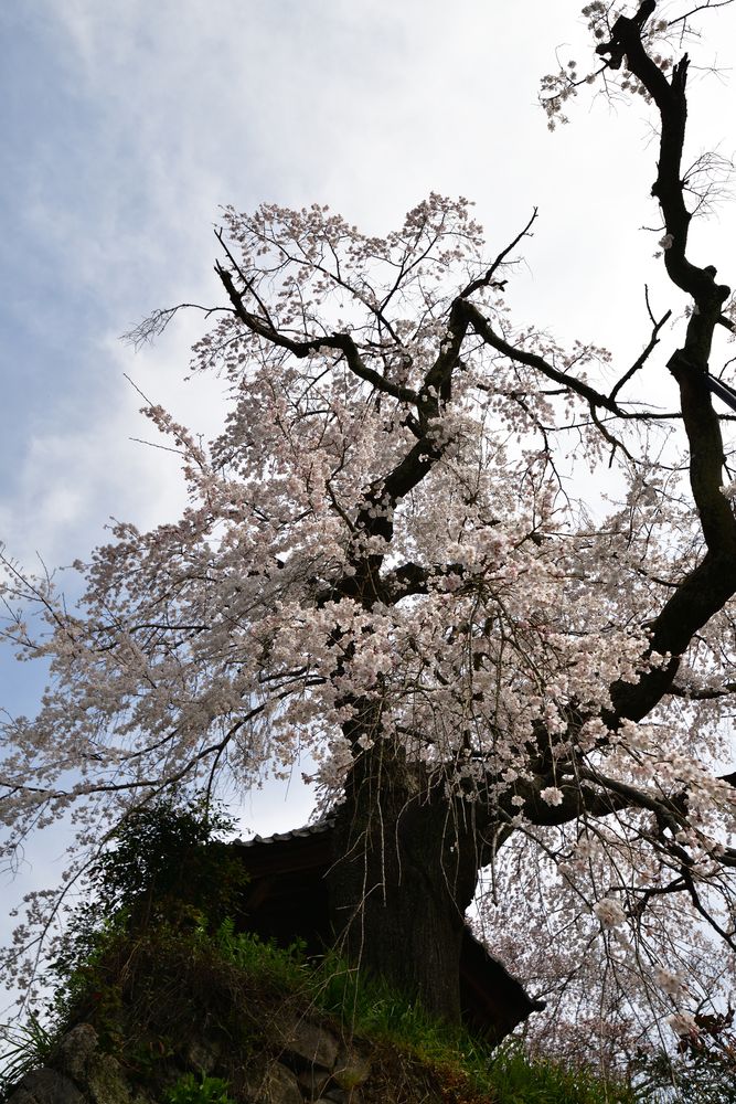 地蔵院(竹の寺)の画像 - 5枚目