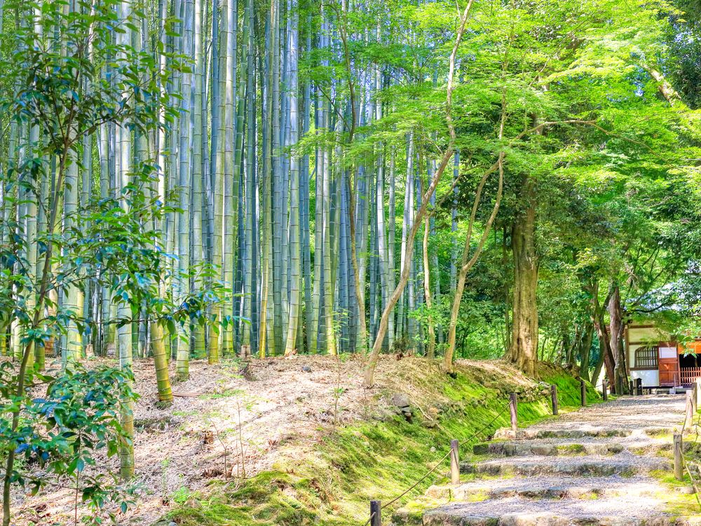 地蔵院(竹の寺)の画像 - 6枚目