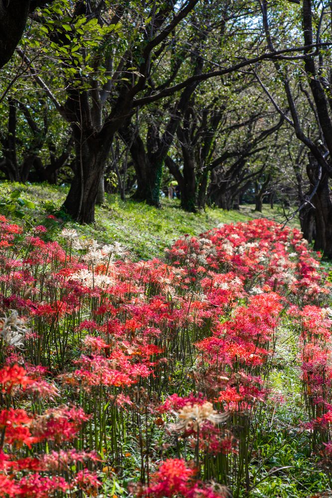 さくら堤公園の画像 - 2枚目