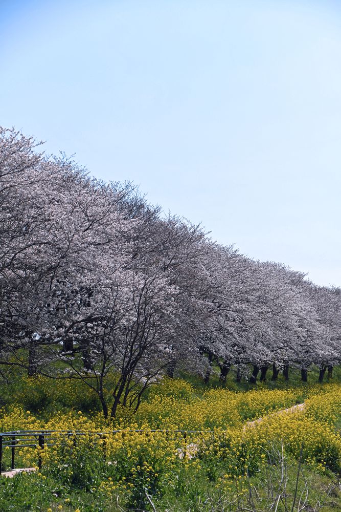 匠桜 小堤さん 専用ページ TD-819 野草盆栽2026年版の名入れカレンダーを格安で販売 - 名入れ