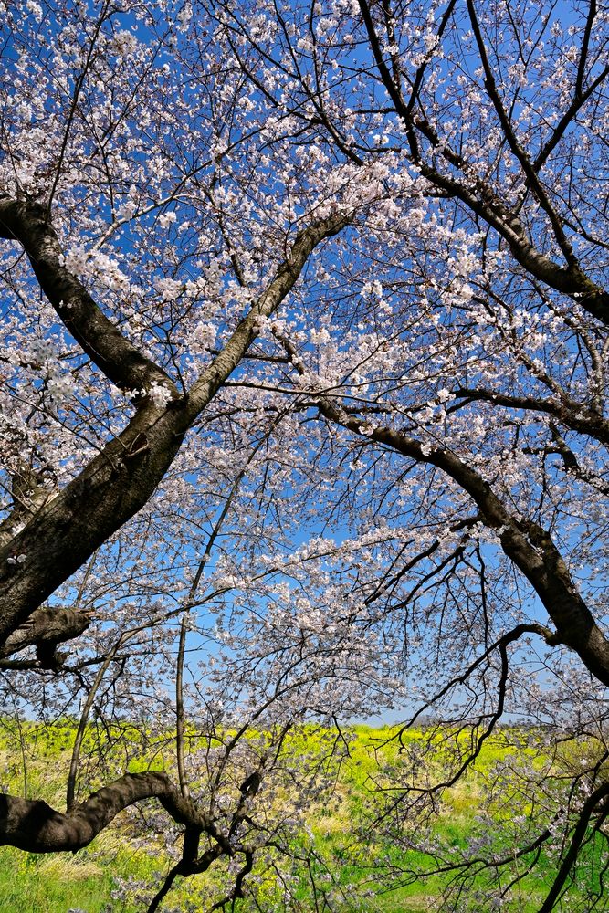 さくら堤公園】の周辺スポット・アクセス・口コミ - Prism Japan