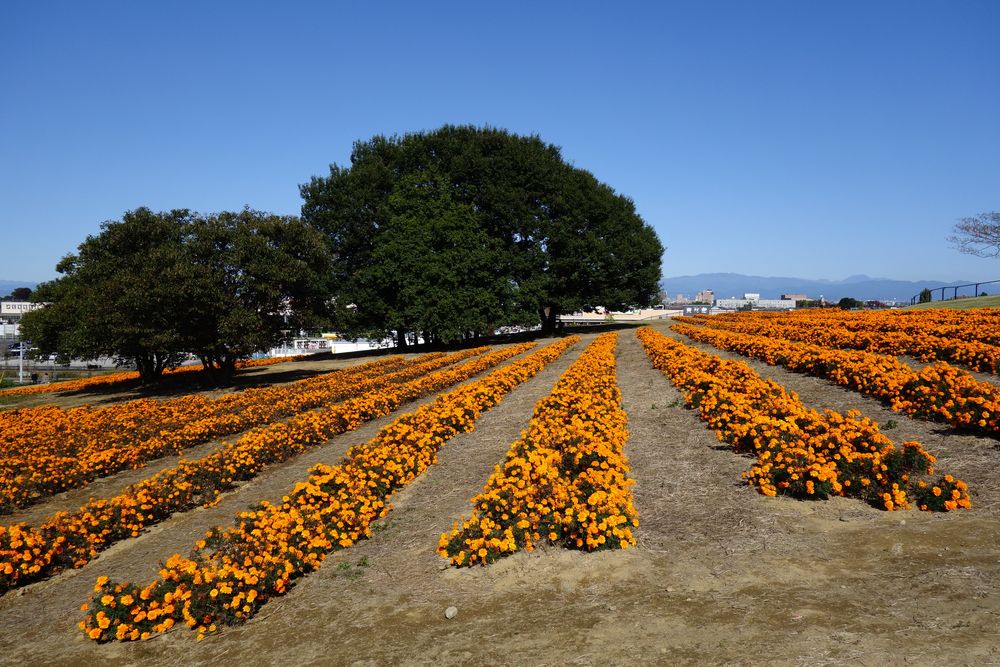 マリーゴールドの丘公園の画像 - 5枚目