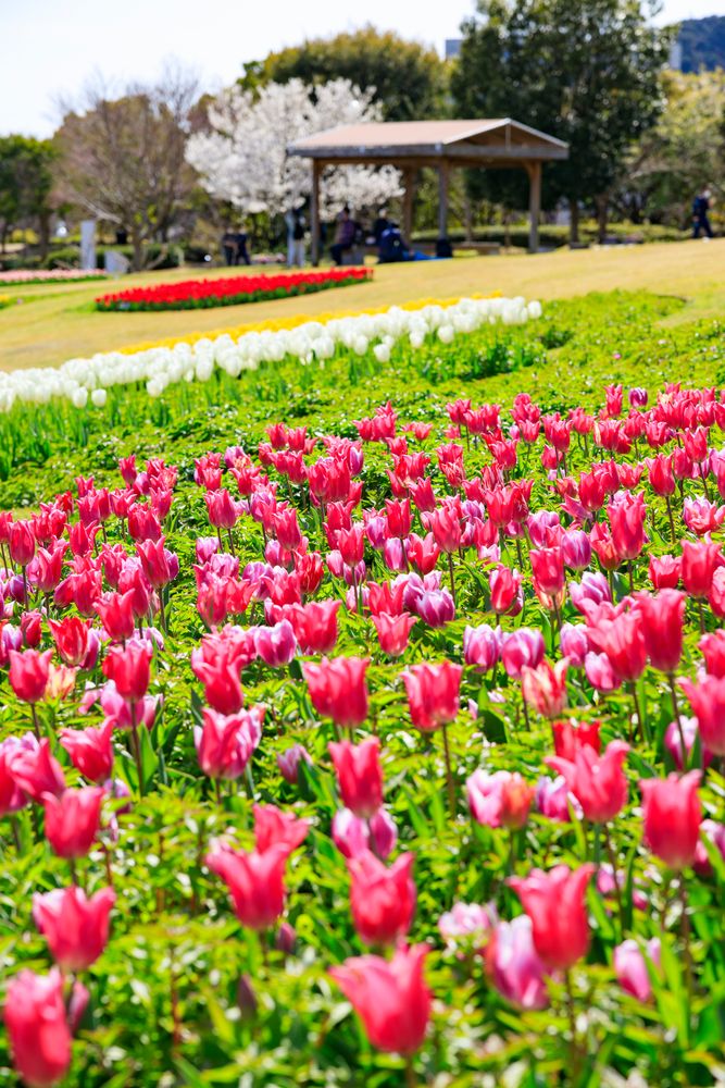 淡路島国営明石海峡公園の画像 - 5枚目