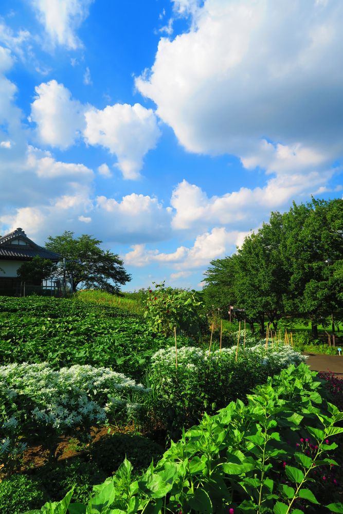 足立区都市農業公園の画像 - 2枚目