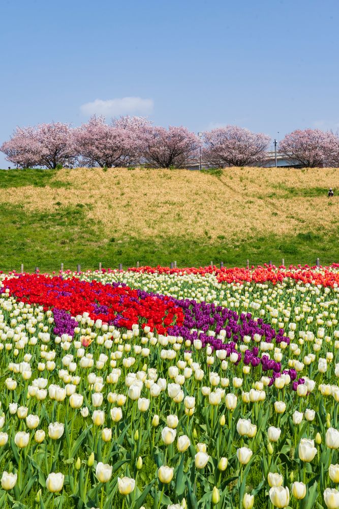 足立区都市農業公園の画像 - 5枚目