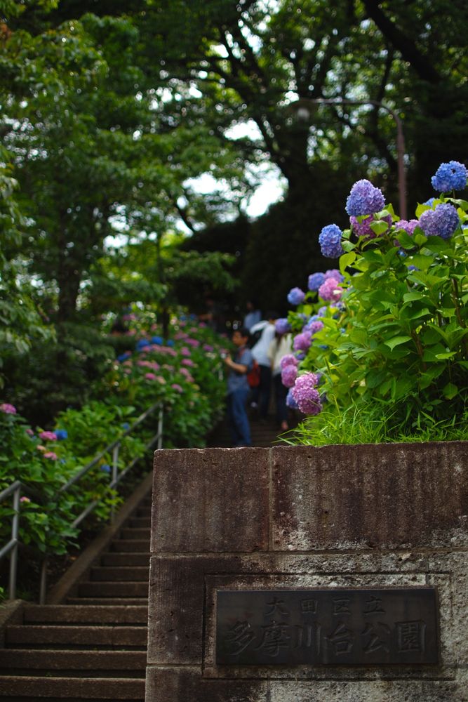 多摩川台公園の画像 - 2枚目