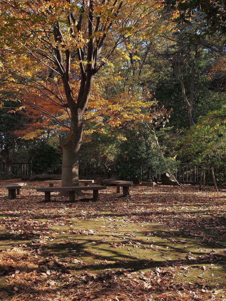 多摩川台公園の画像 - 4枚目