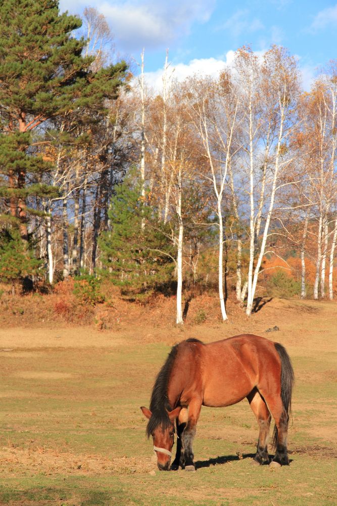 木曽馬の里の画像 - 4枚目