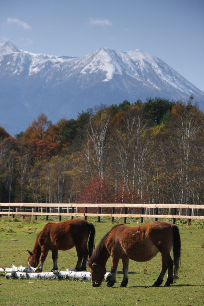 木曽馬の里の画像 - 5枚目
