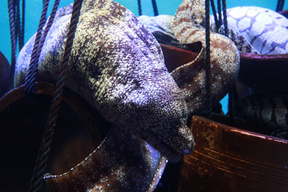 蒲郡市竹島水族館の画像 - 2枚目