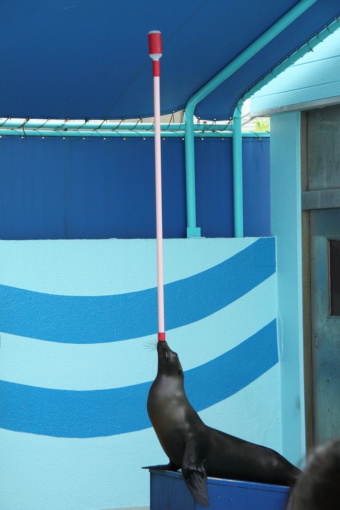 蒲郡市竹島水族館の画像 - 3枚目