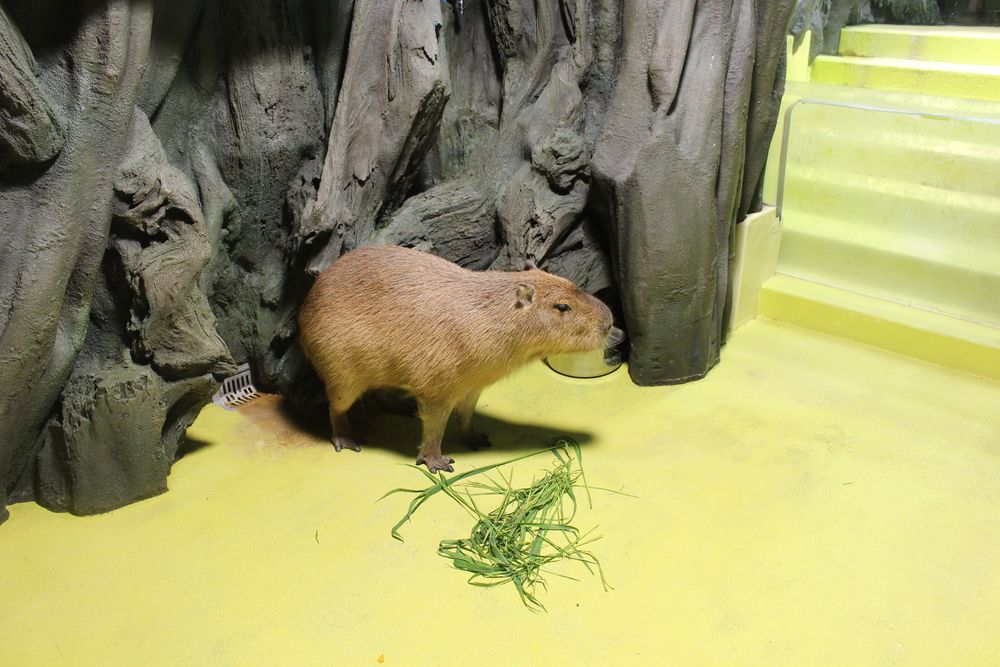 蒲郡市竹島水族館の画像 - 4枚目