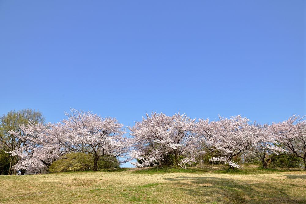 大高緑地の画像 - 3枚目