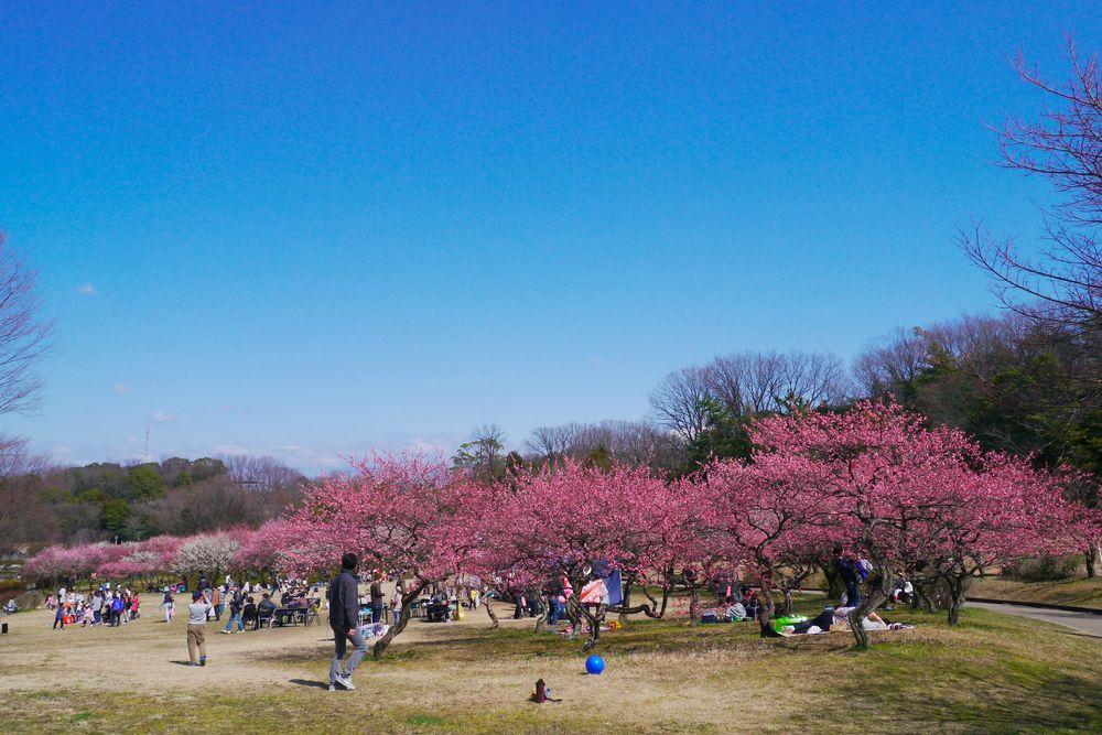 大高緑地の画像 - 5枚目